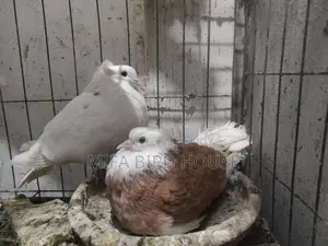 Fancy Pigeon