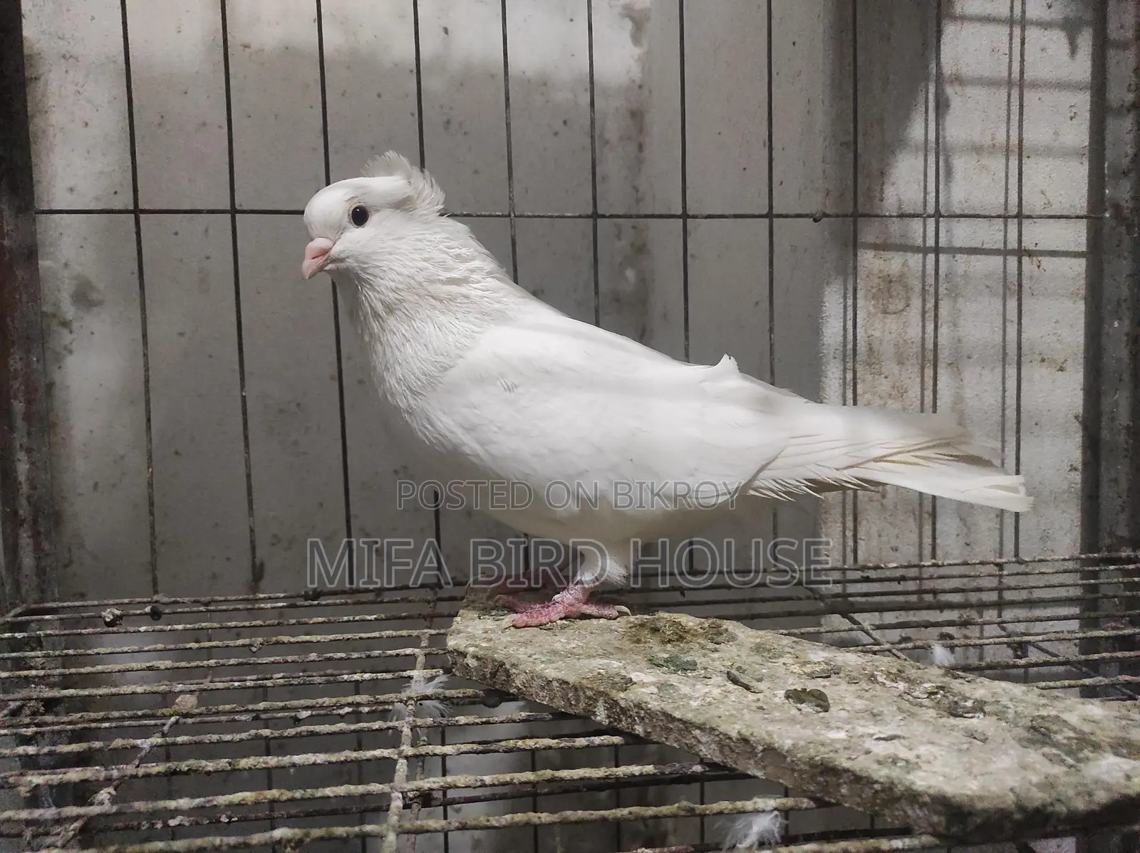Fancy Pigeon