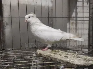 Fancy Pigeon