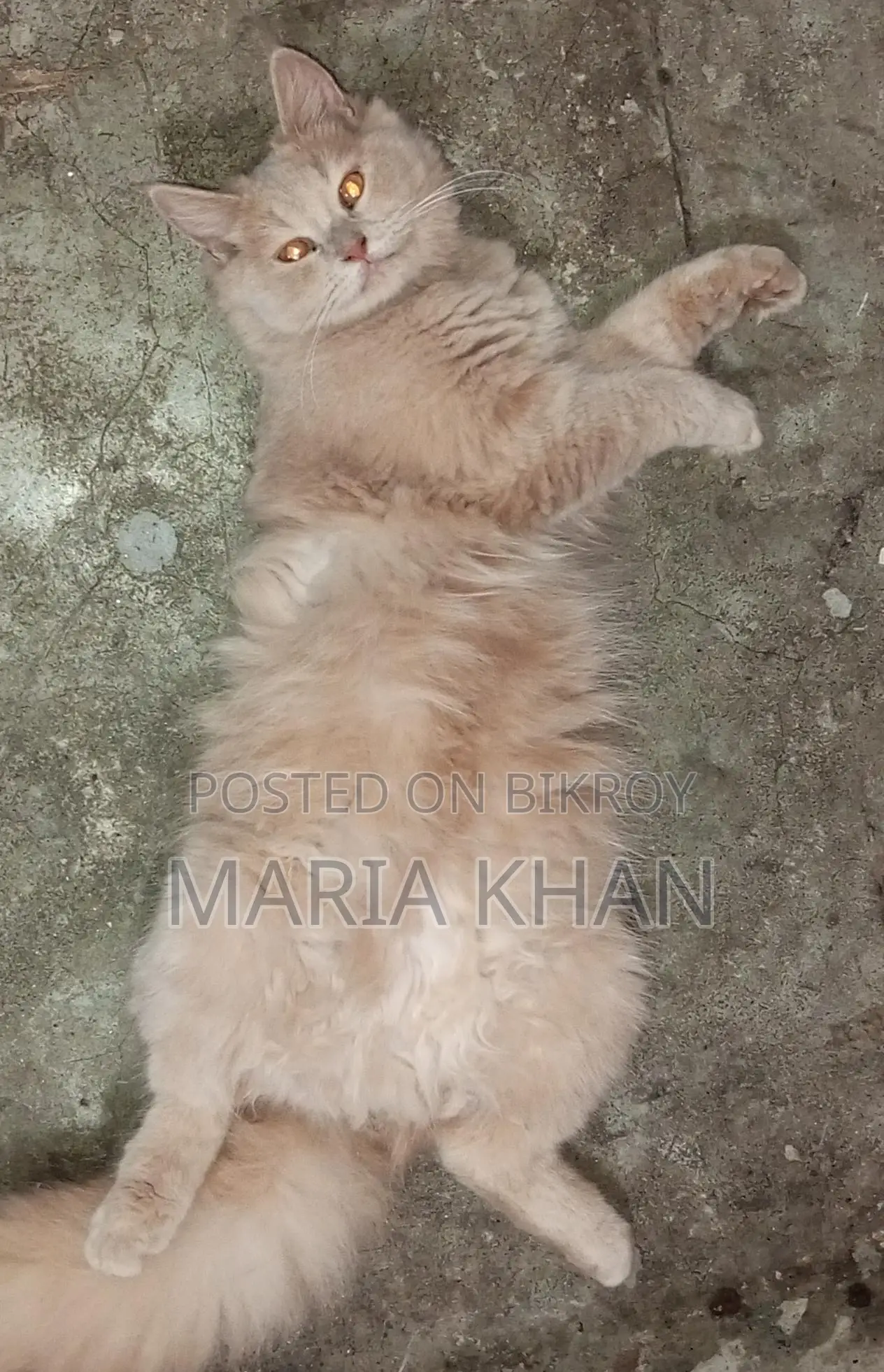 Persian Cats