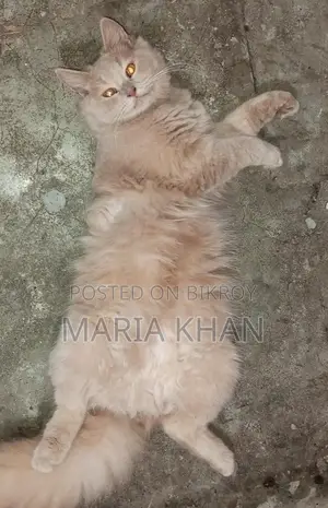 Persian Cats