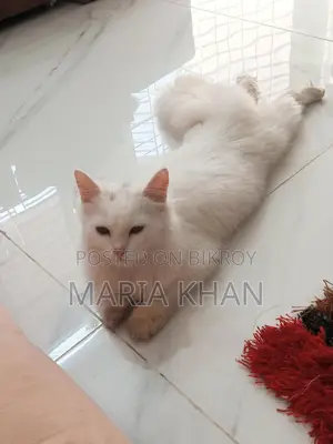 Persian Cats