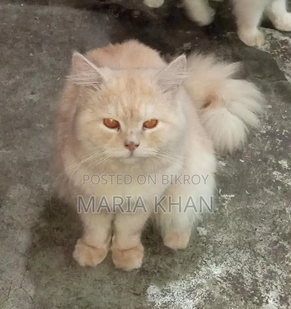 Persian Cats