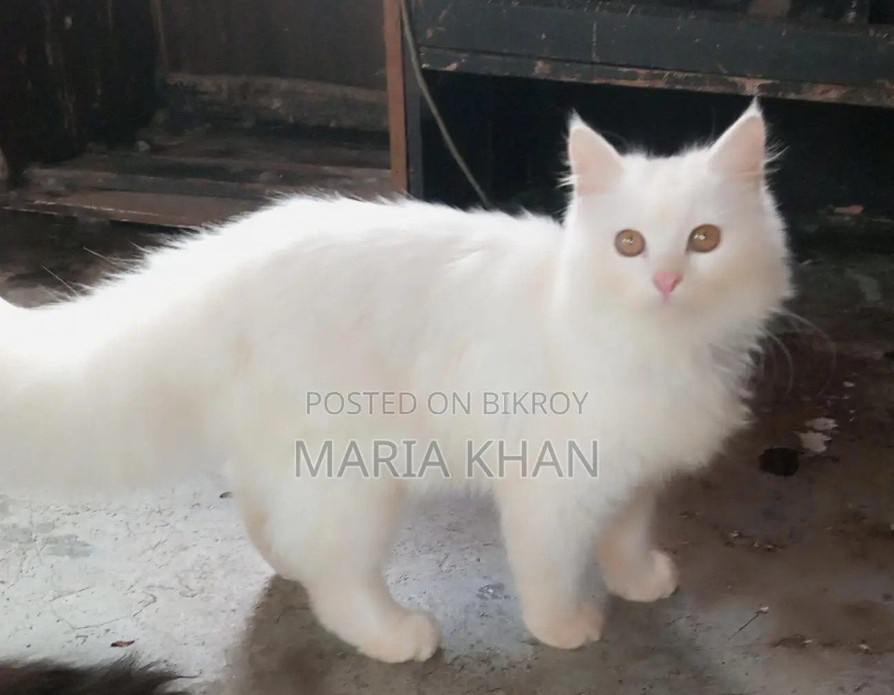 Persian Cats