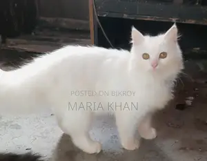 Persian Cats