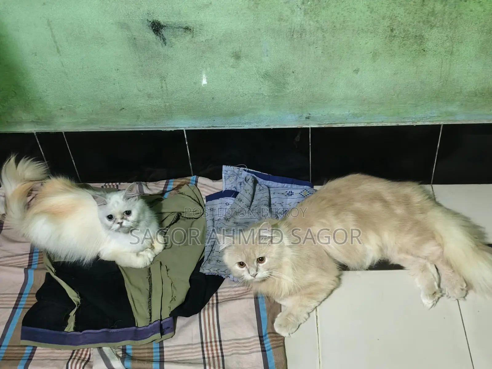 Pair of Running Pure Persian Cats for Sale, Fully Vaccinated