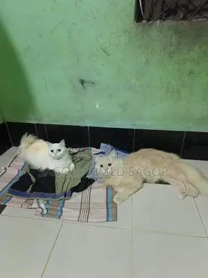 Pair of Running Pure Persian Cats for Sale, Fully Vaccinated