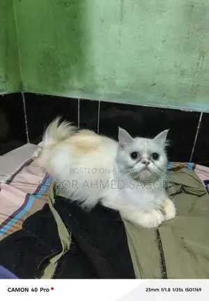 Pair of Running Pure Persian Cats for Sale, Fully Vaccinated