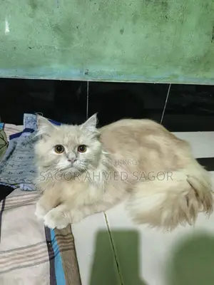 Pair of Running Pure Persian Cats for Sale, Fully Vaccinated