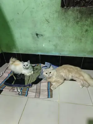Pair of Running Pure Persian Cats for Sale, Fully Vaccinated