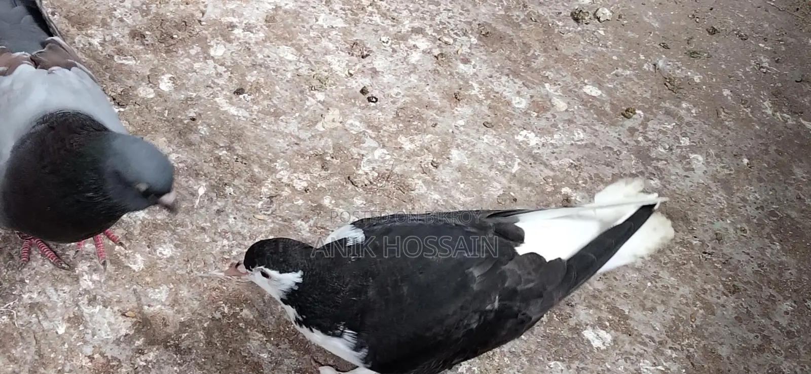 Pigeons for Sale