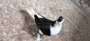 Pigeons for Sale