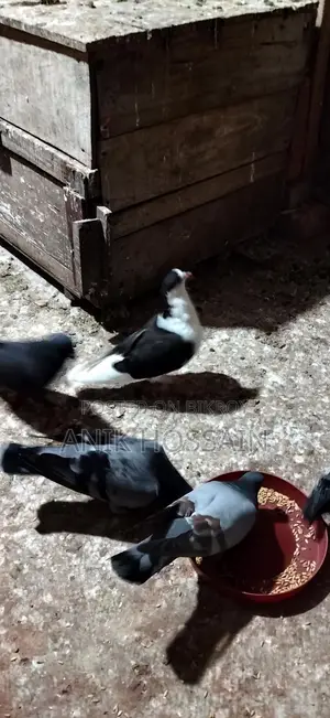 Pigeons for Sale