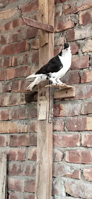 Pigeons for Sale