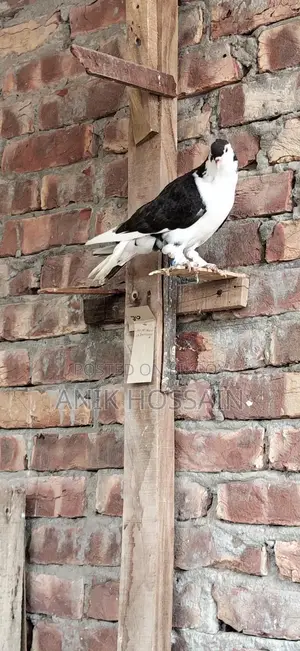 Pigeons for Sale