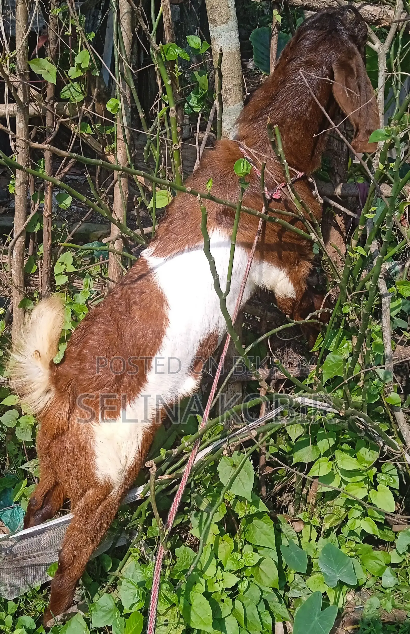পাঠা সহ মোট তিনটি ছাগল বিক্রয় হবে,