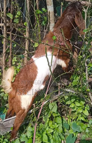 পাঠা সহ মোট তিনটি ছাগল বিক্রয় হবে,
