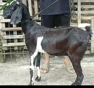 পাঠা সহ মোট তিনটি ছাগল বিক্রয় হবে,