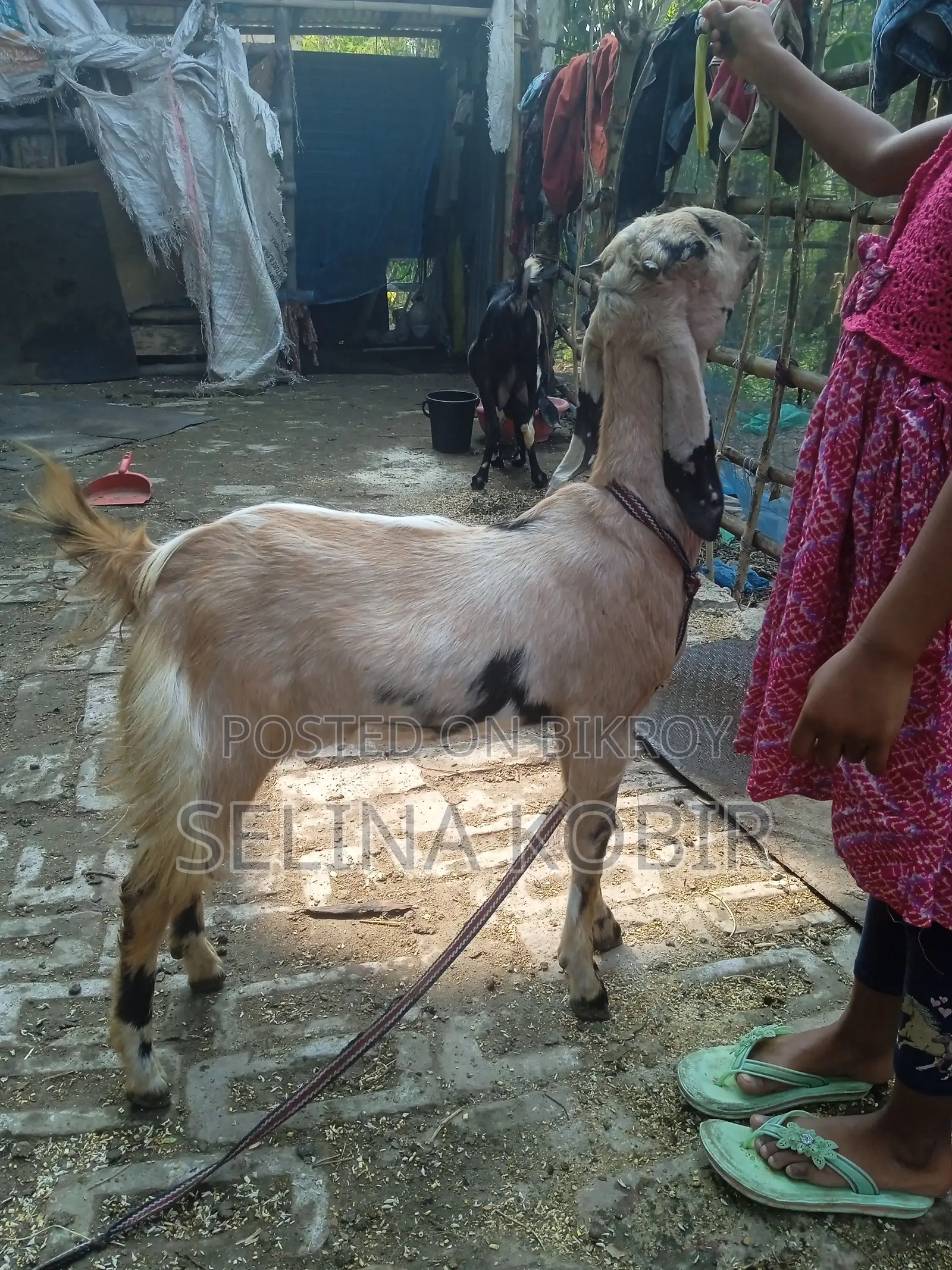 পাঠা সহ মোট তিনটি ছাগল বিক্রয় হবে,