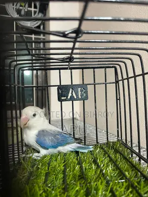 Blue Wing Lovebirds