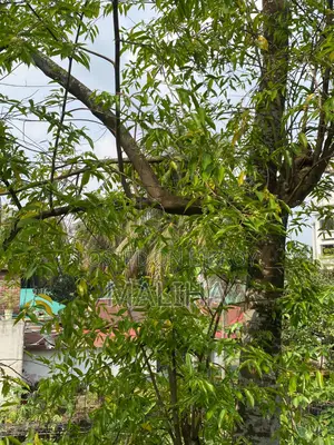 আগর গাছ একটি আগর গাছ বিক্রি হবে