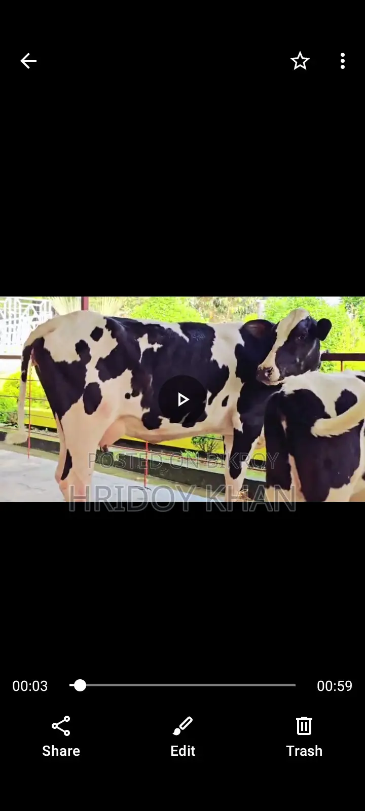 Friesian Mundi Heifer and Cow
