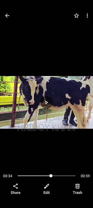 Friesian Mundi Heifer and Cow