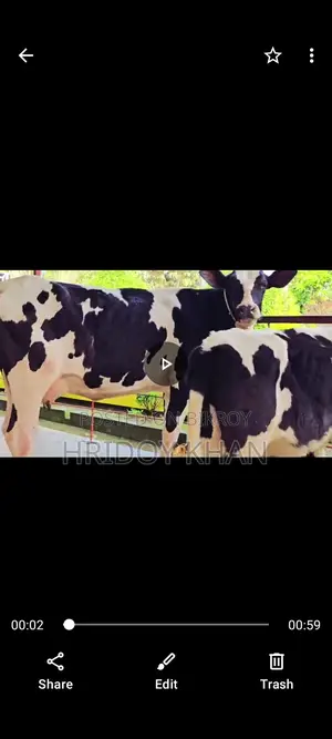 Friesian Mundi Heifer and Cow