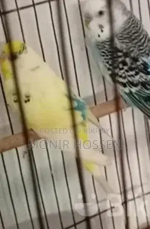 Budgie Birds