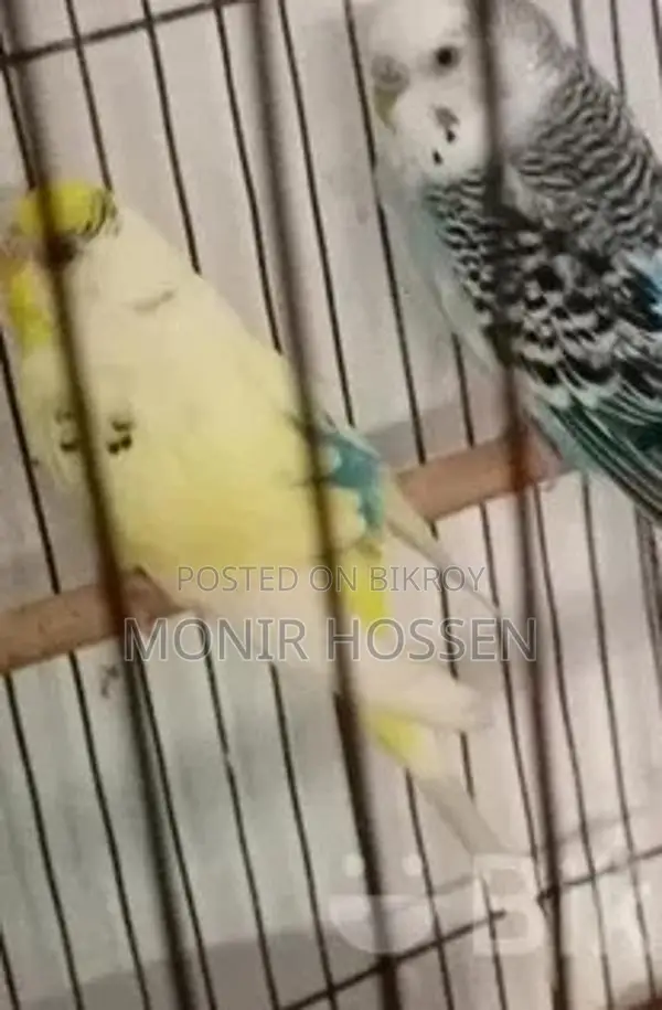 Budgie Birds