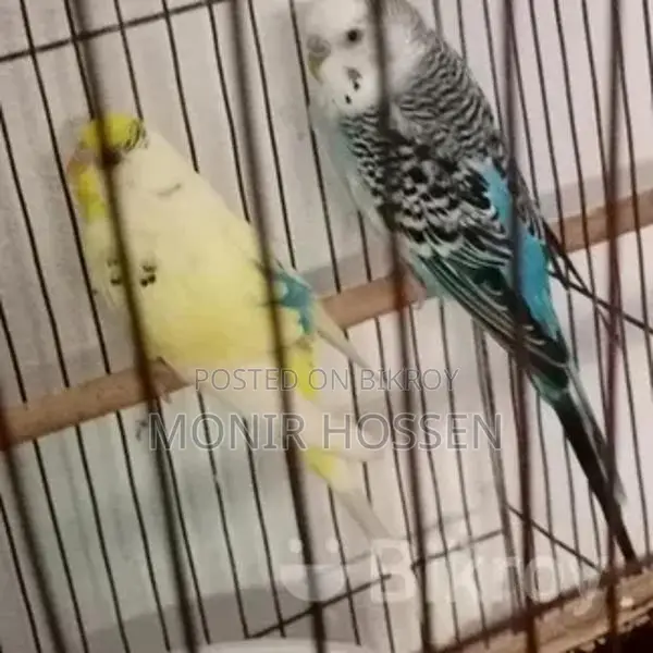 Budgie Birds