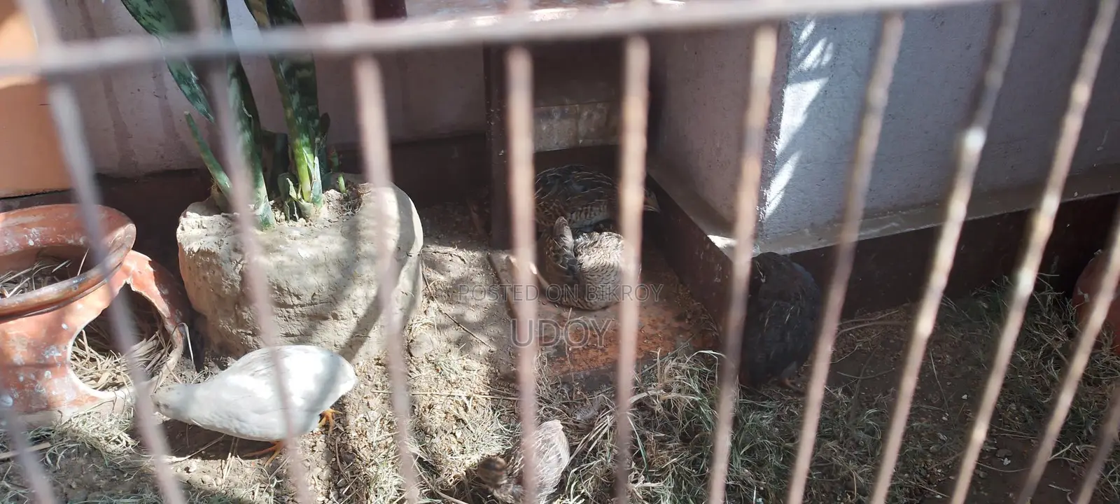 King Quail