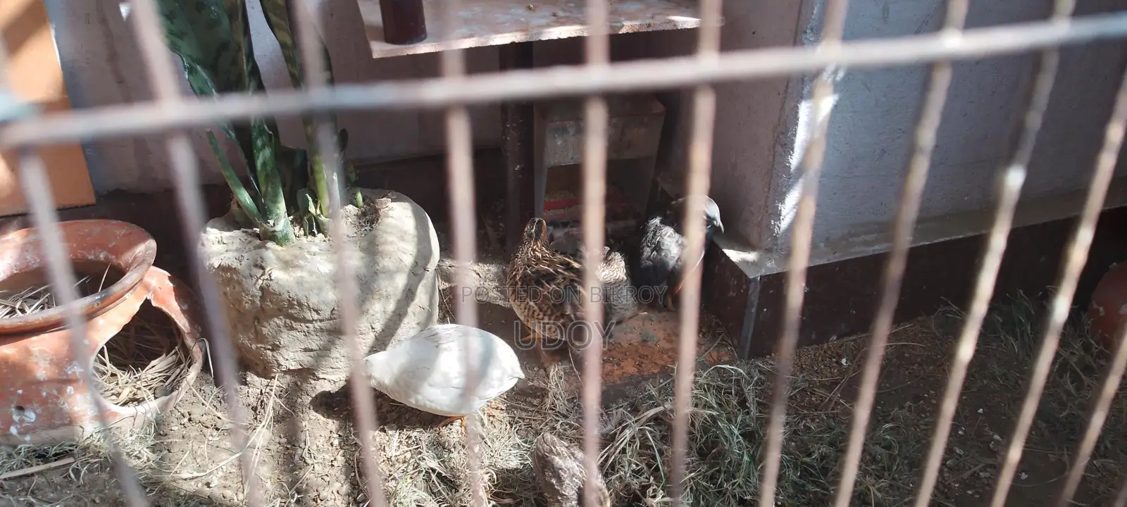 King Quail