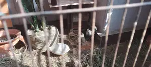 King Quail