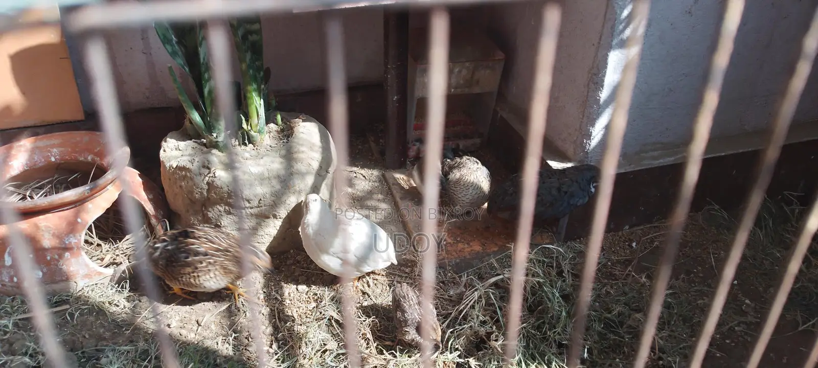King Quail