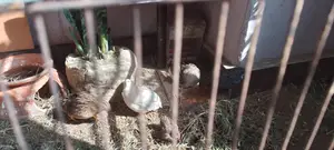 King Quail