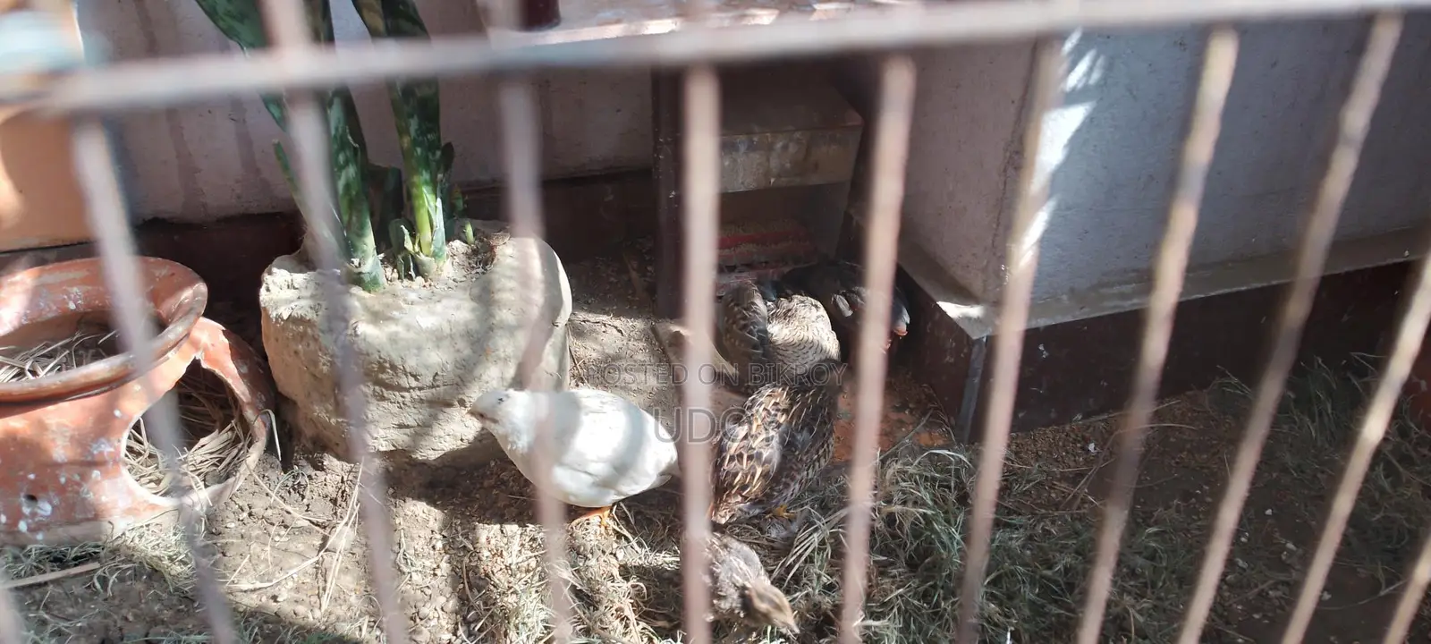King Quail