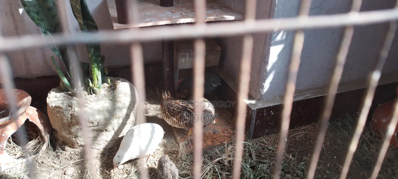 King Quail