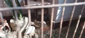 King Quail