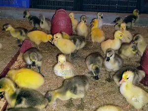 🐣১০-১২ দিন বয়সের রাজহাঁসের বাচ্চা বিক্রি করা হবে ❤️