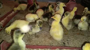 🐣 10-12 Day Old Goslings for Sale ❤️