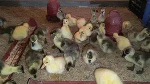 🐣 10-12 Day Old Goslings for Sale ❤️