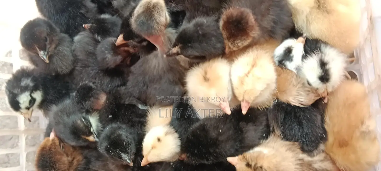 Original Naked Neck Desi Chicken Chicks.