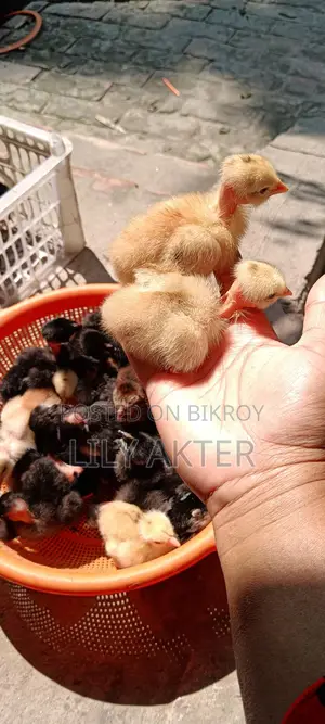 Original Naked Neck Desi Chicken Chicks.