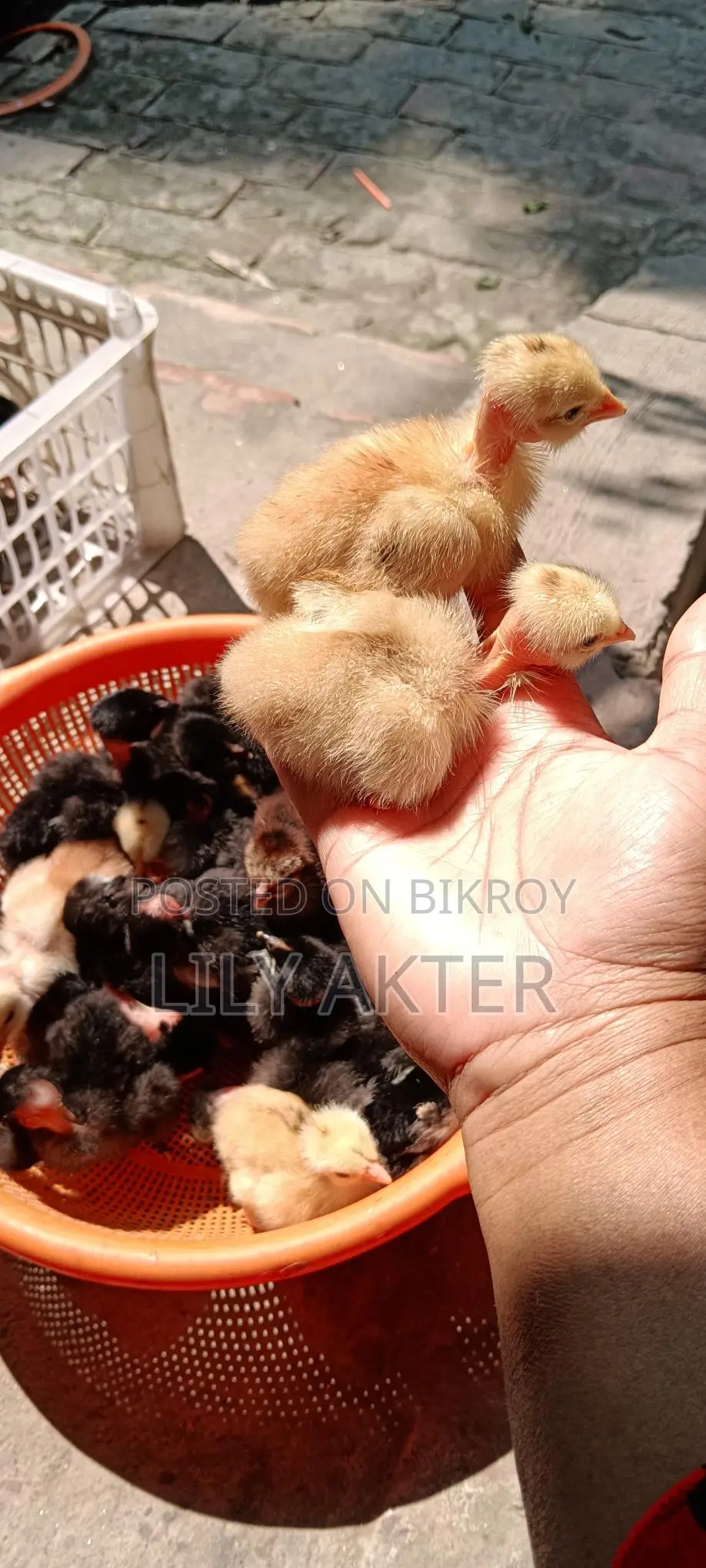 Original Naked Neck Desi Chicken Chicks.