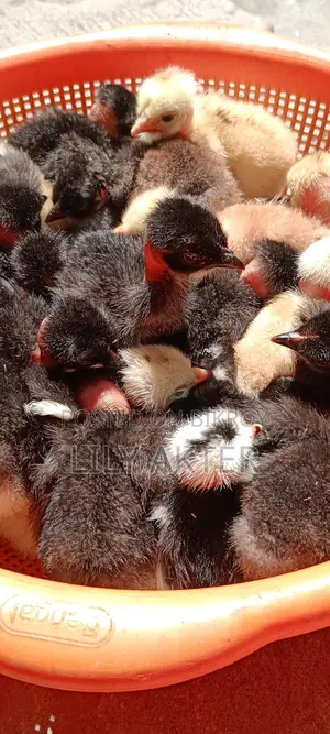 Original Naked Neck Desi Chicken Chicks.