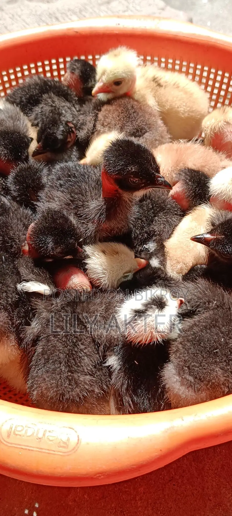 Original Naked Neck Desi Chicken Chicks.