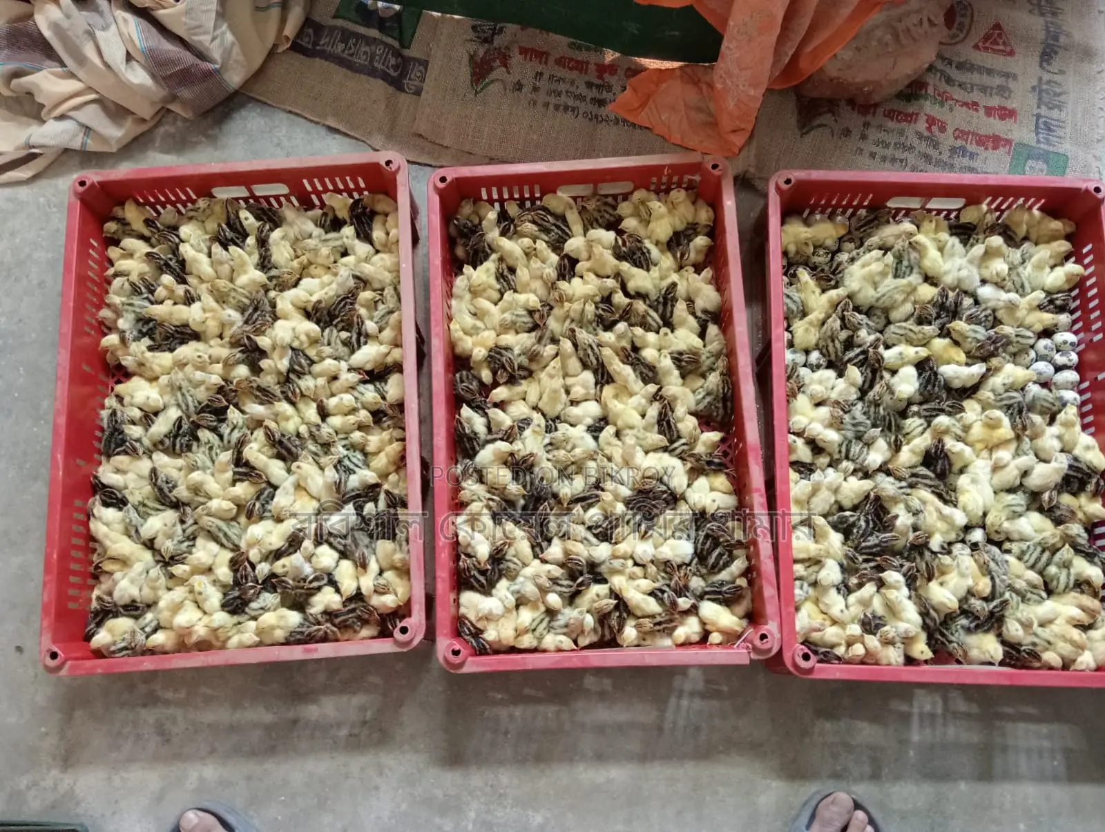 Quail Birds