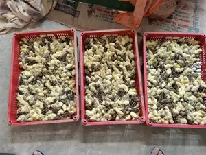 কোয়েল পাখি