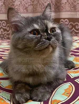 ১ বছরের বেশি বয়সী খাঁটি পার্সিয়ান বিড়াল